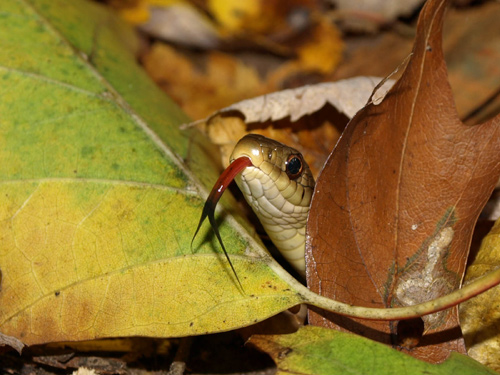 garter snake